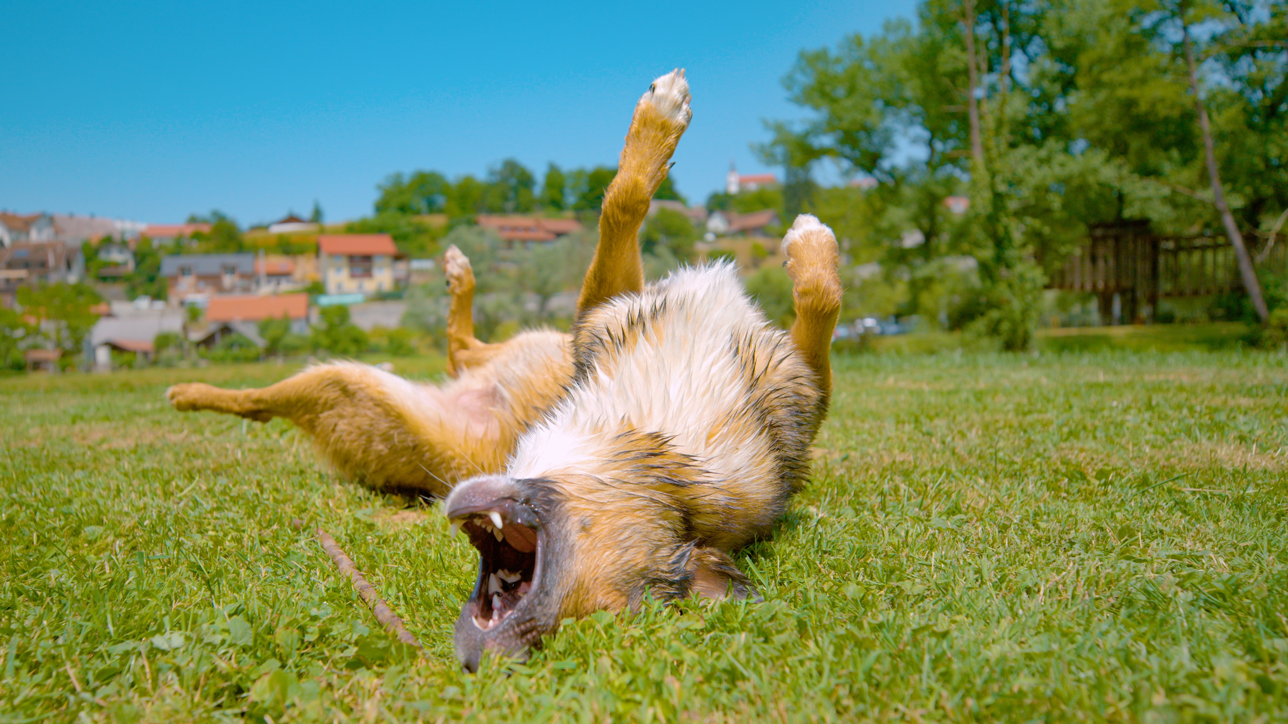 Hond in Slovenie