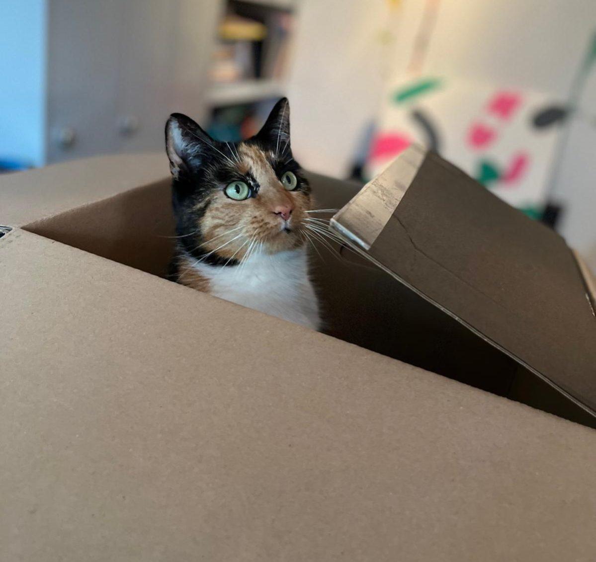 kat doosje
