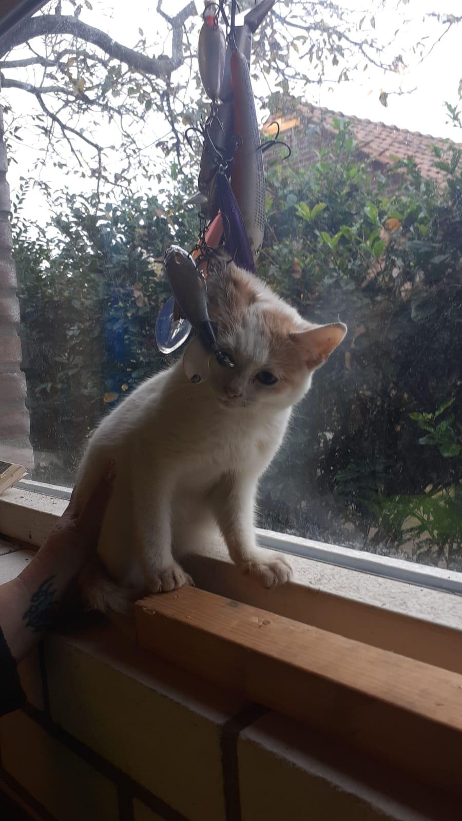 Dit kitten was verstrikt geraakt in 7 vishaken.