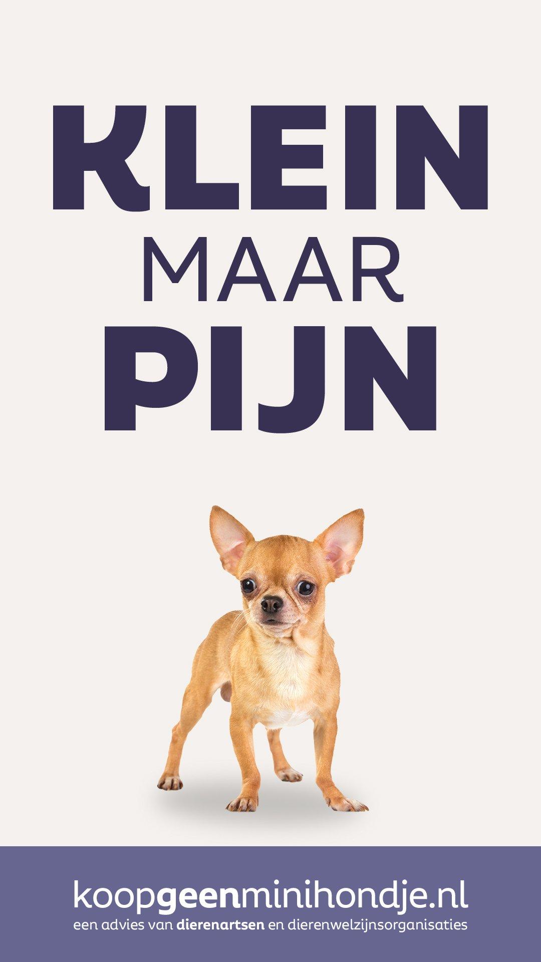 Poster Klein maar pijn