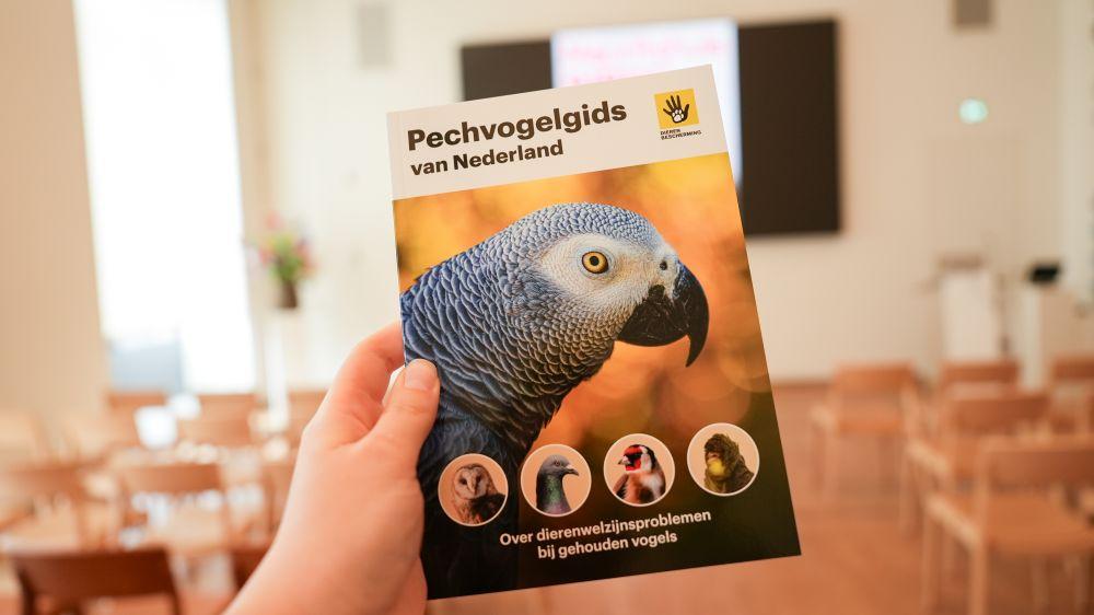 Pechvogelgids Nika Homma