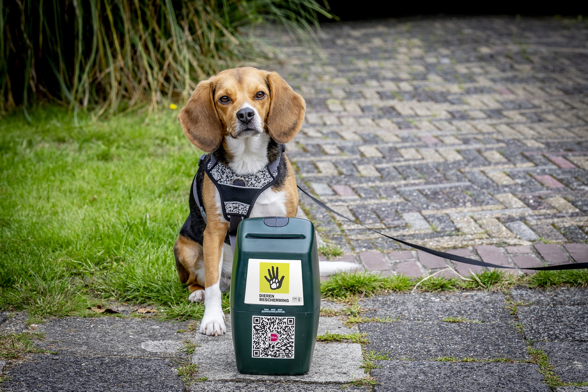 Collecte hond