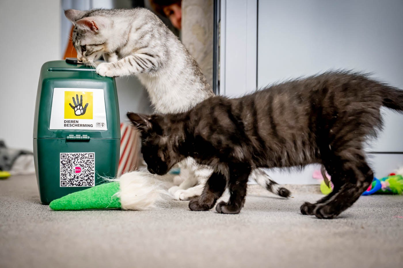 Katten collectebus Dierenbescherming