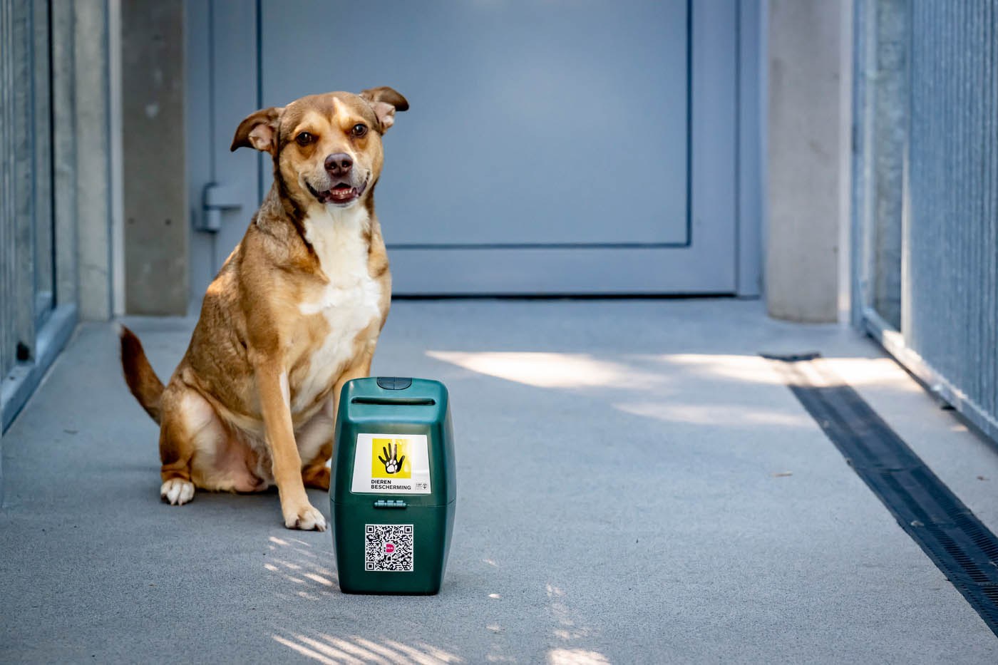 Hond collectebus Dierenbescherming