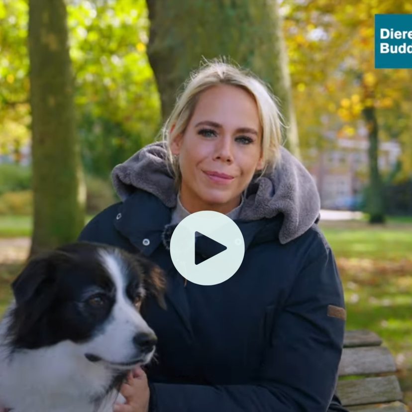 Dierenbuddy video cover