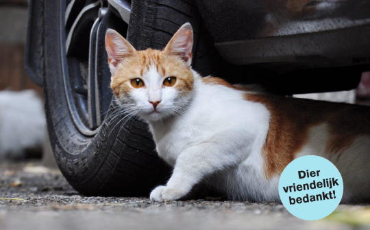 Dieren Postcode 2