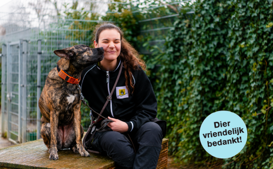 Dieren