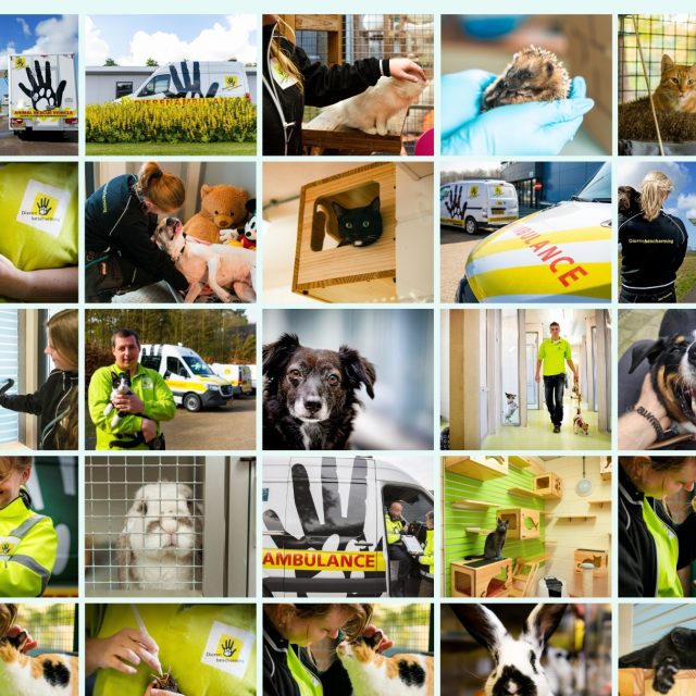 Help dieren in nood