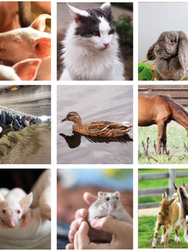 Collage dieren spreekbeurt