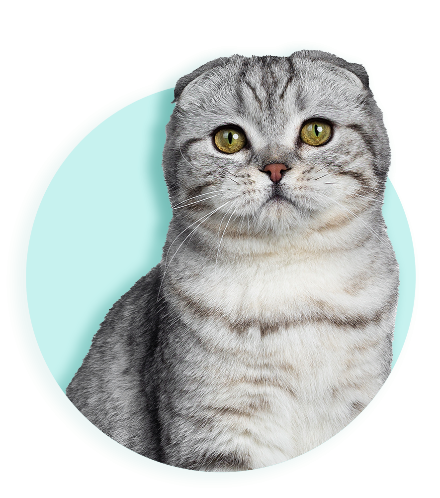 Ook een verbod op het houden van naaktkatten en katten met vouwoortjes, die lijden onder hun uiterlijk, tekent zich af tegen het firmament