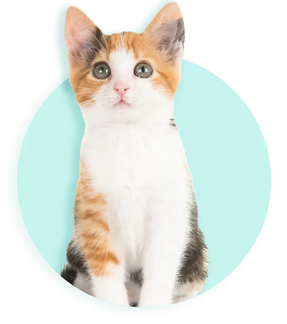 2026 DB KITTEN 885x1005 03