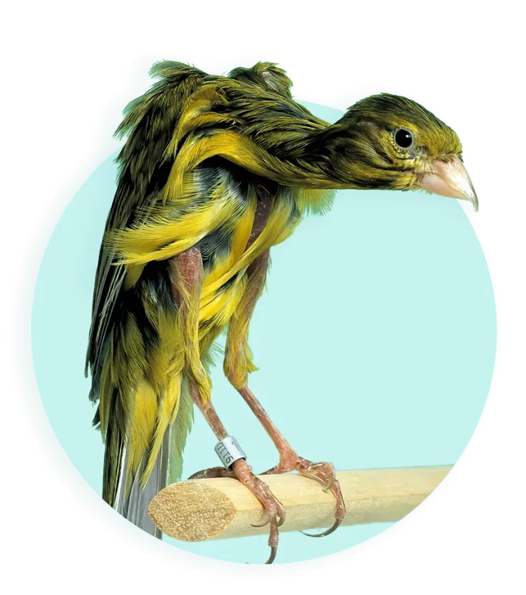 2026 Banner vogelgids zielige vogel