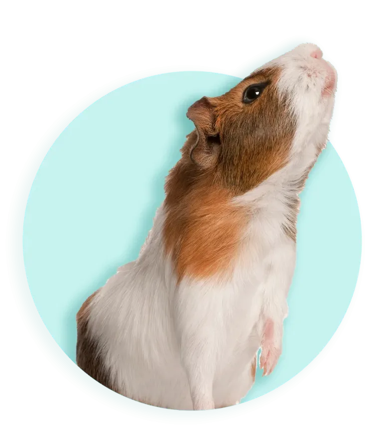 2026 2026 885 banner cavia