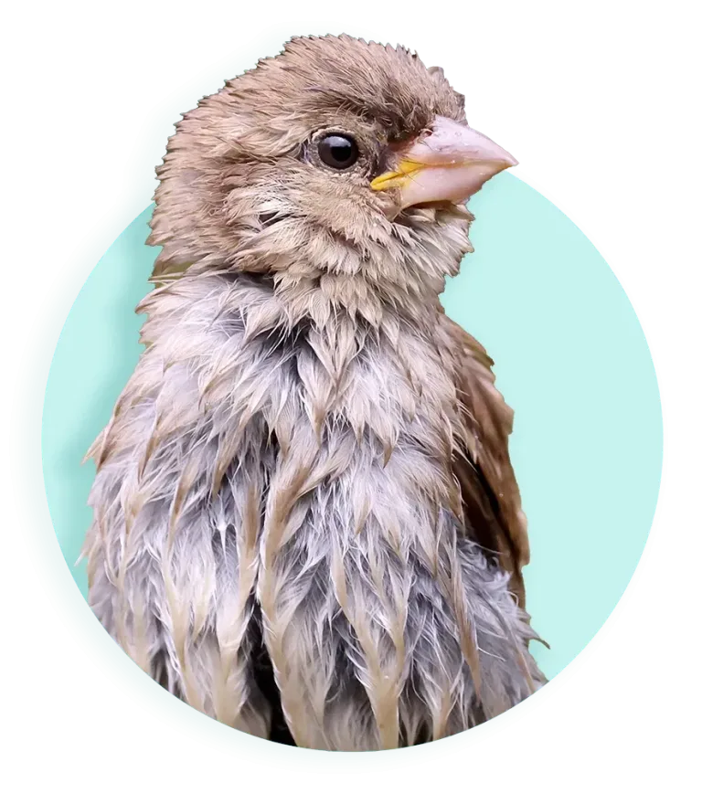 2026 885 banner header jonge vogel
