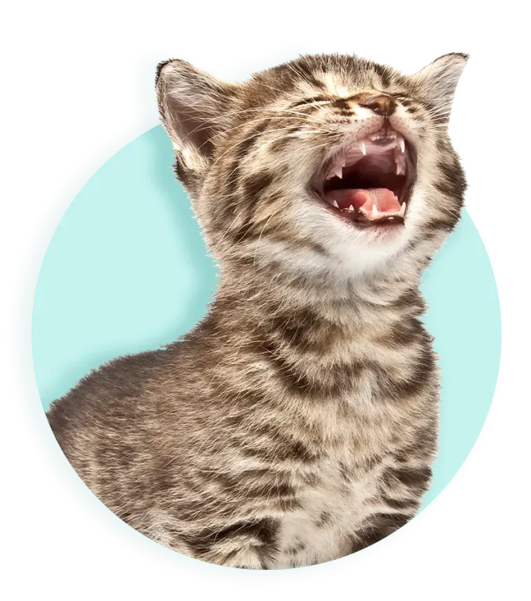 2026 885 banner header kitten