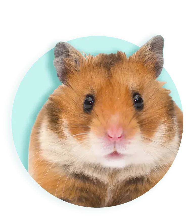2026 Header hamster 885
