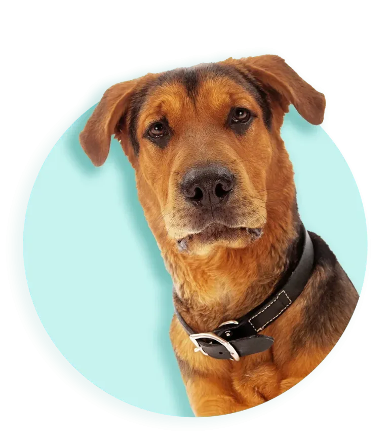 2026 banner beeld hond close 885