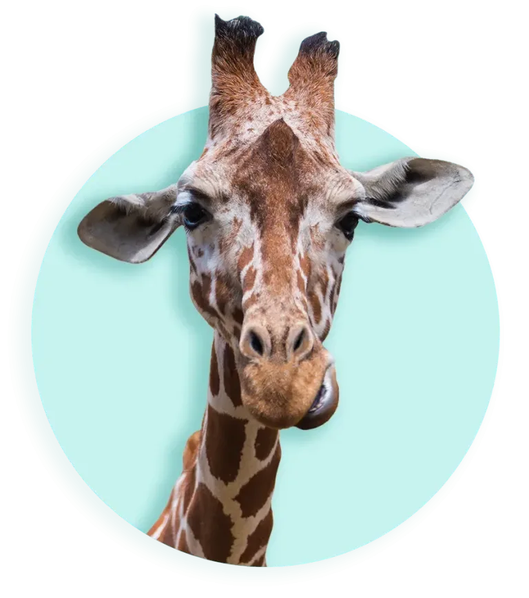 2026 banner header giraffe vakantie 885 1