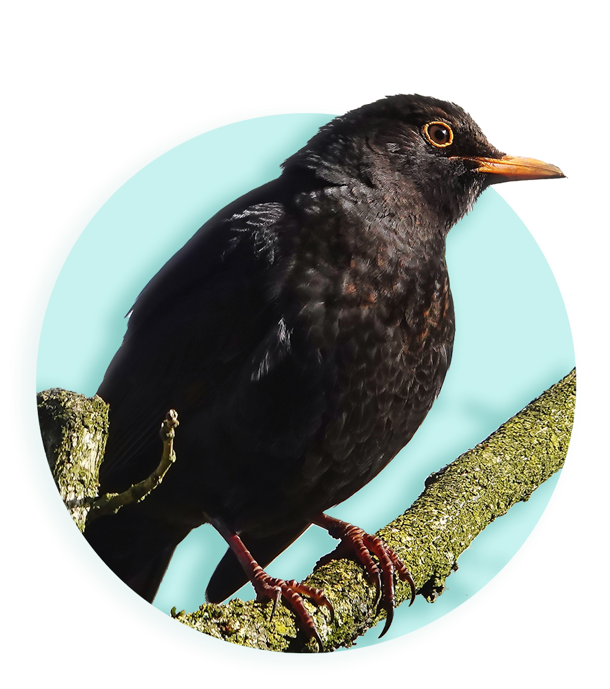 Een vogel op een tak
