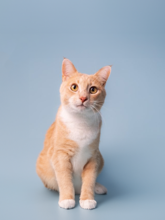 Periodiek Schenken Kat V4