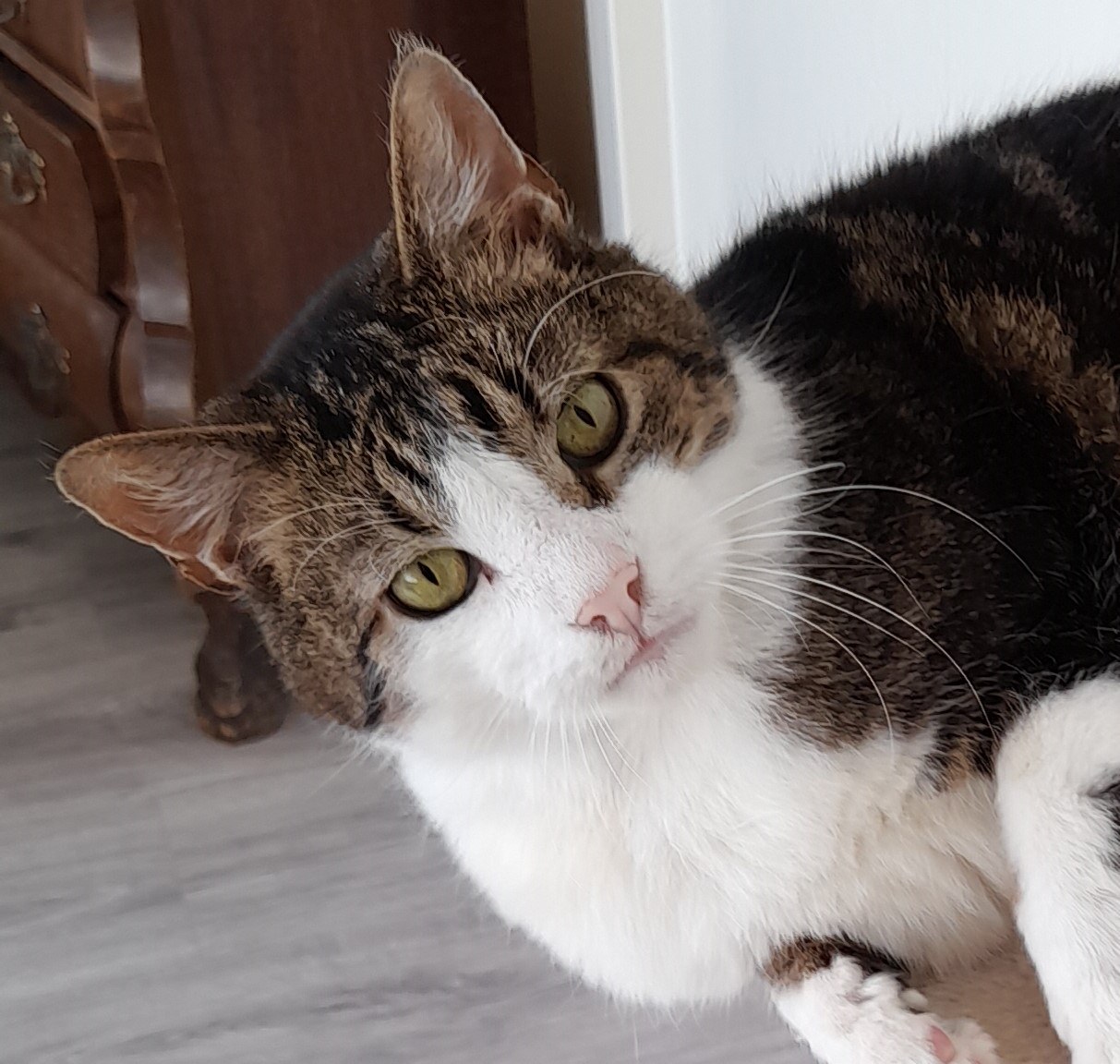 am werd vorig jaar als zwerver gevonden en had ontzettend veel pijn. Dankzij deskundige hulp in het dierenopvangcentrum herken je Sam bijna niet meer terug. Help katten zoals Sam