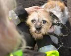 Hondje Meis wordt gered door ambulancevrijwilliger van de Dierenbescherming.