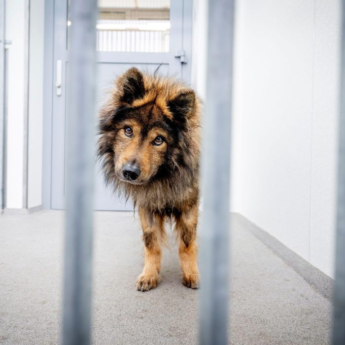 Balou werd aan zijn lot overgelaten