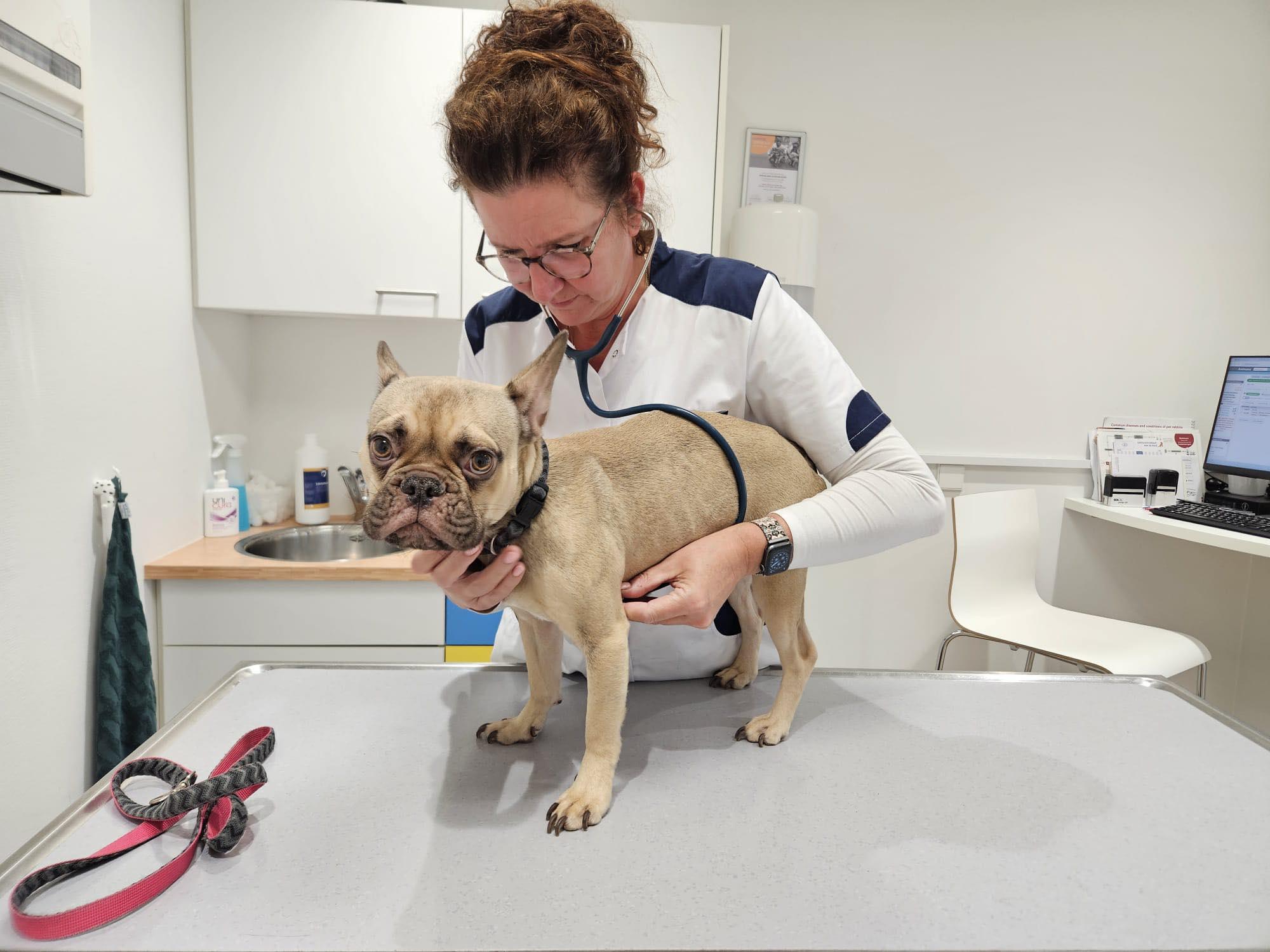 Frenkie wordt onderzocht door de dierenarts.