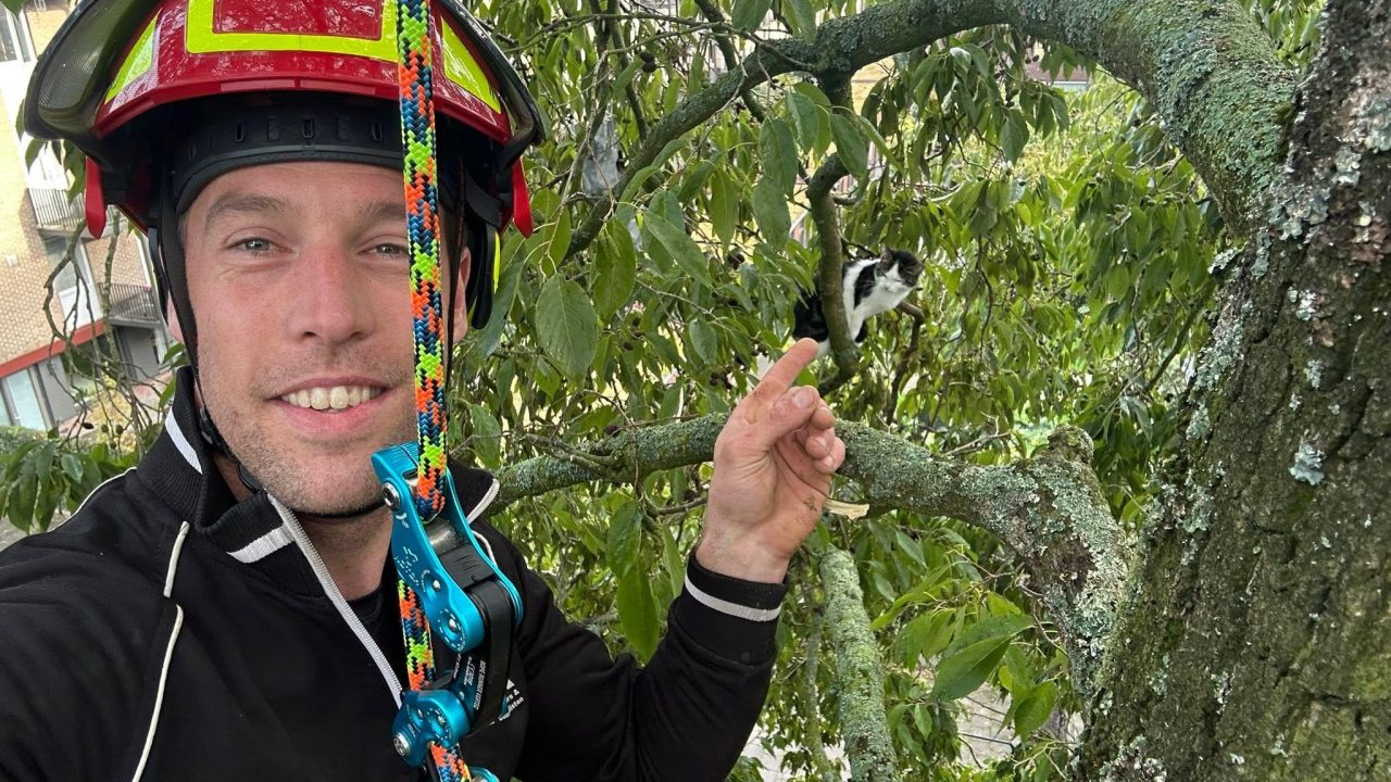 Vincent klimt in bomen voor katten