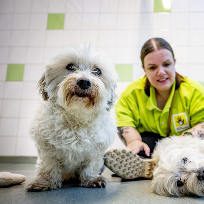 Geef om dieren op jouw manier