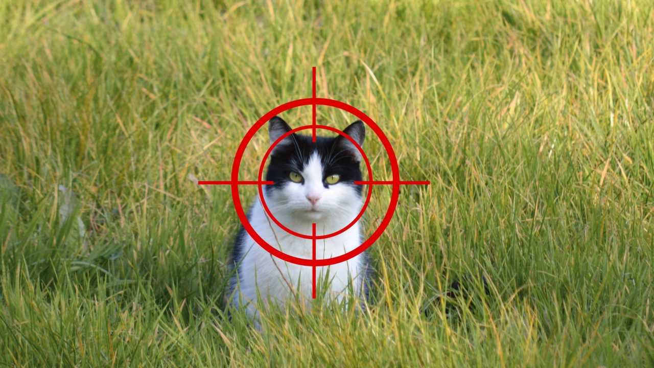 Oproep Overijssel: 'kies alternatief voor zwerfkatten, afschieten biedt geen oplossing'