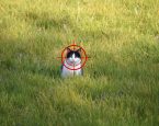 Zwerfkatten 2026 met vizier v21