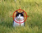 Zwerfkatten 2026 met vizier v21