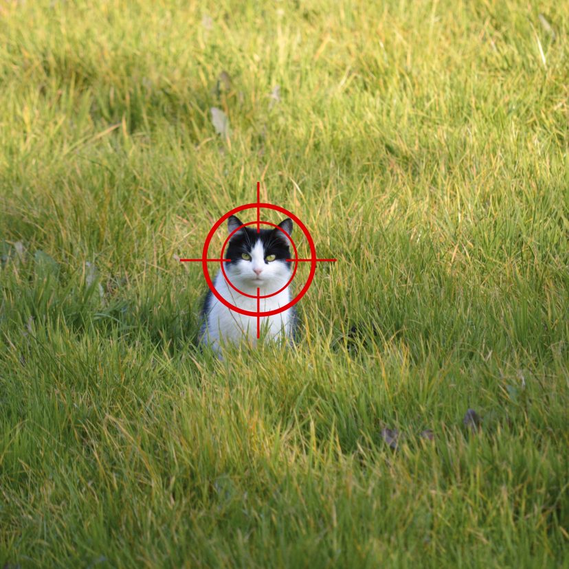 Zwerfkatten 2026 met vizier v21