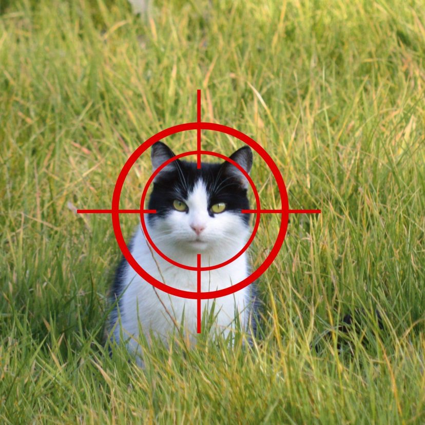 Zwerfkatten 2026 met vizier v21