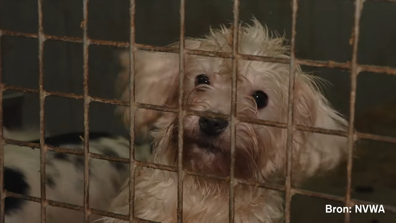 Gaan we vandaag een stap vooruit voor dierenwelzijn in Europa?