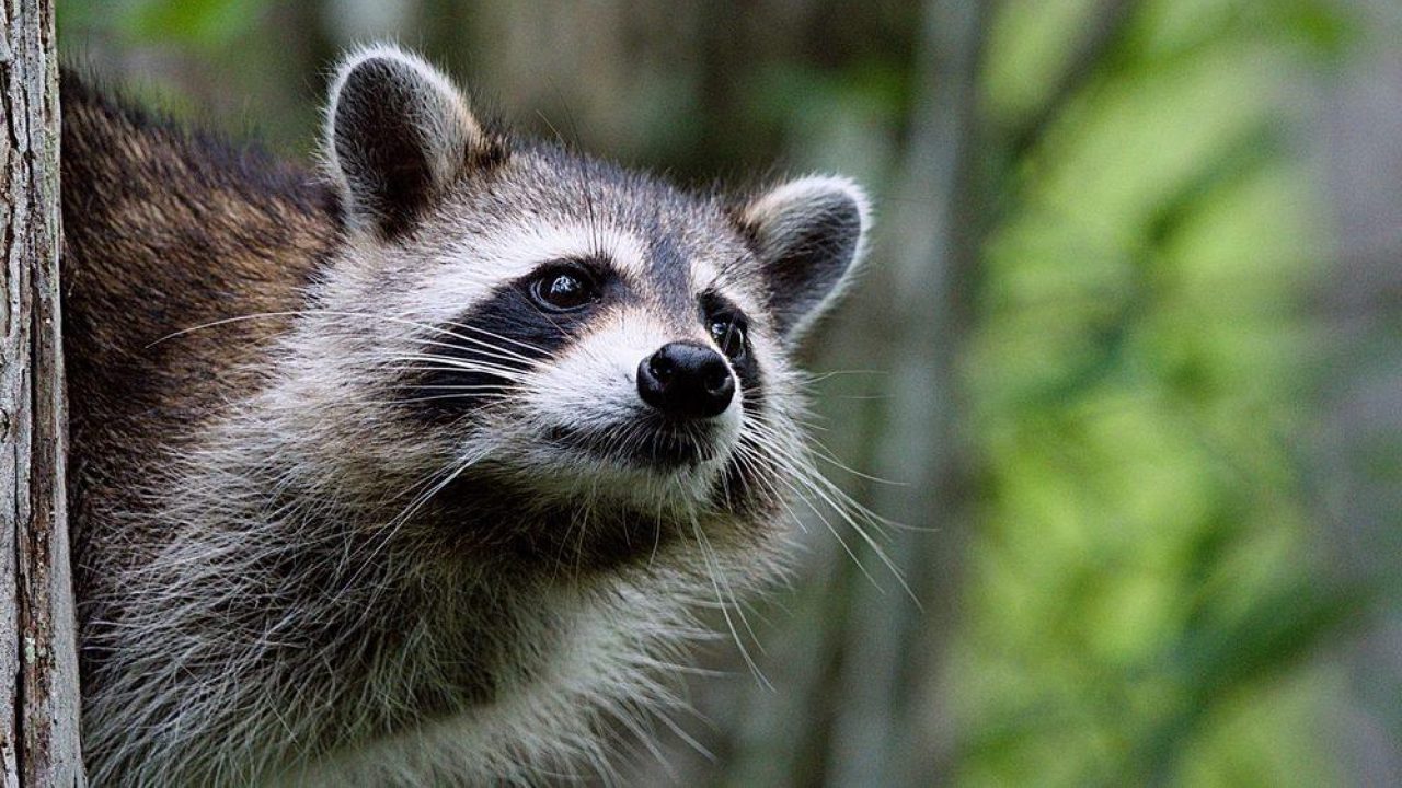 Dierenbescherming wil boter bij invasieve vis