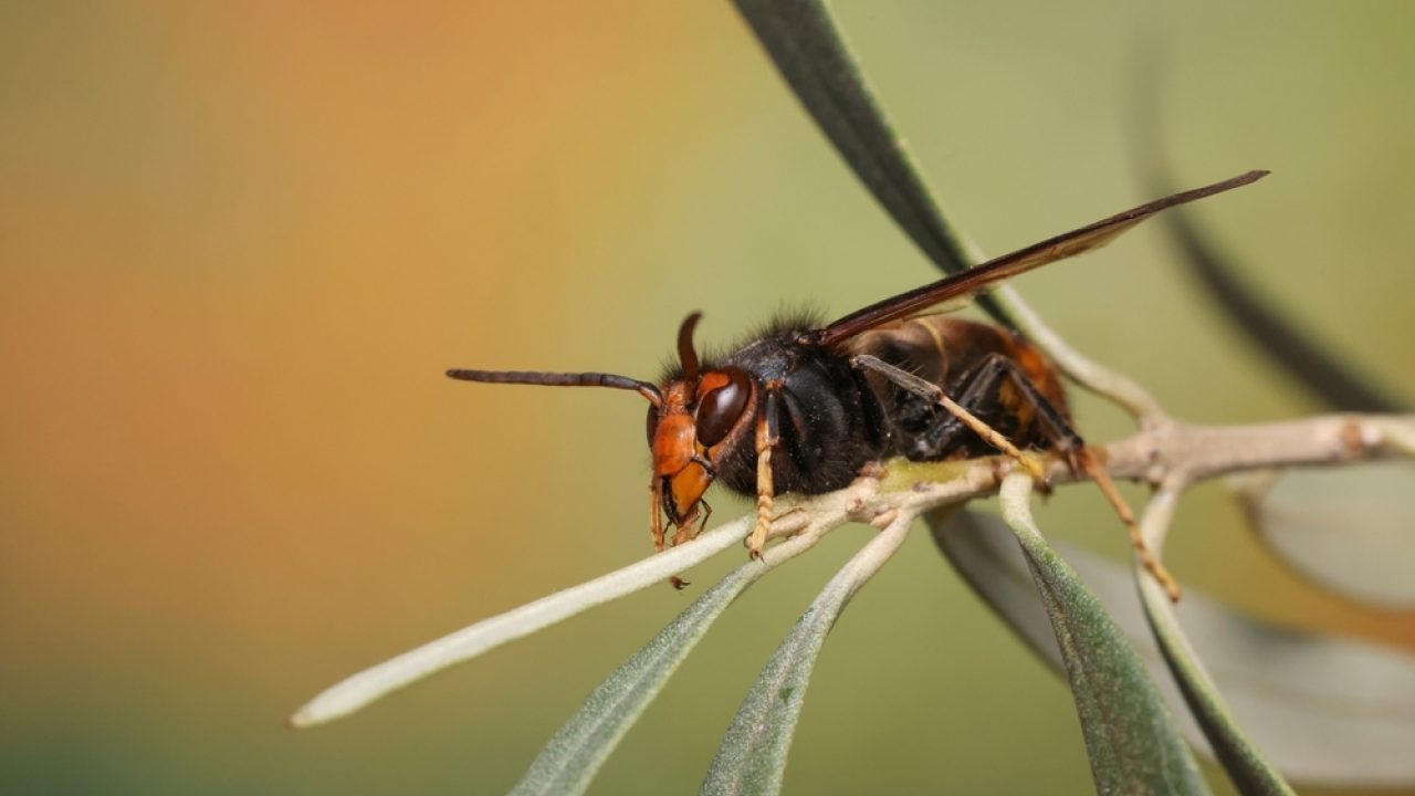 Help! De exotische buitenbeentjes van het dierenrijk