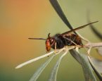 Shutterstock 2550815647asianhornet