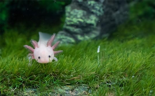 Axolotl2