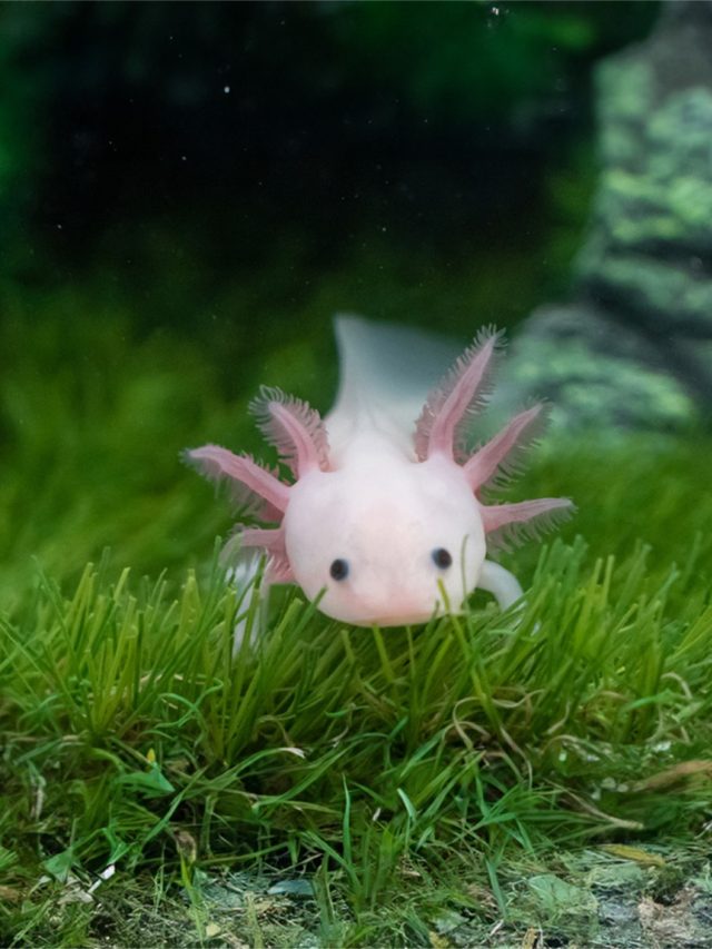 Axolotl2
