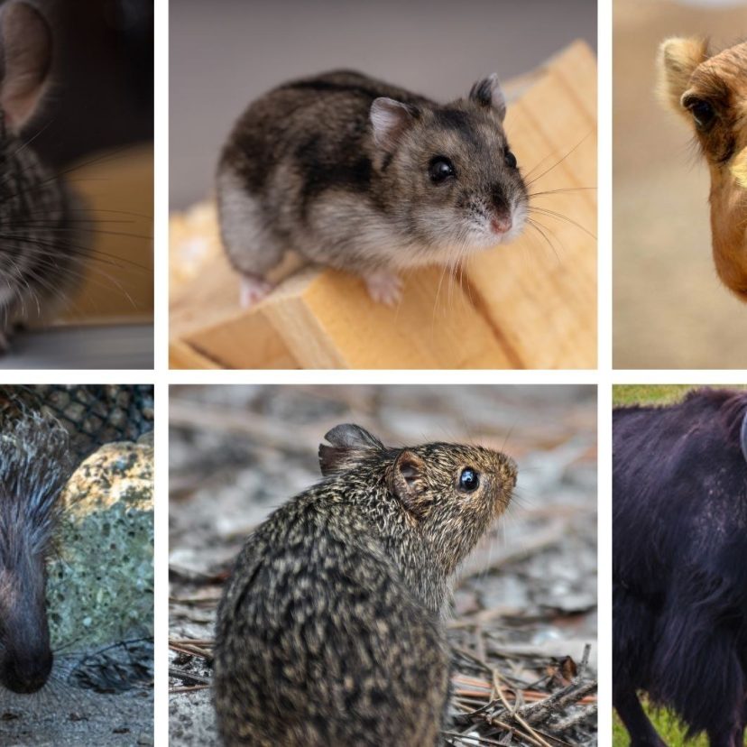 Positieflijst dieren onderzoek