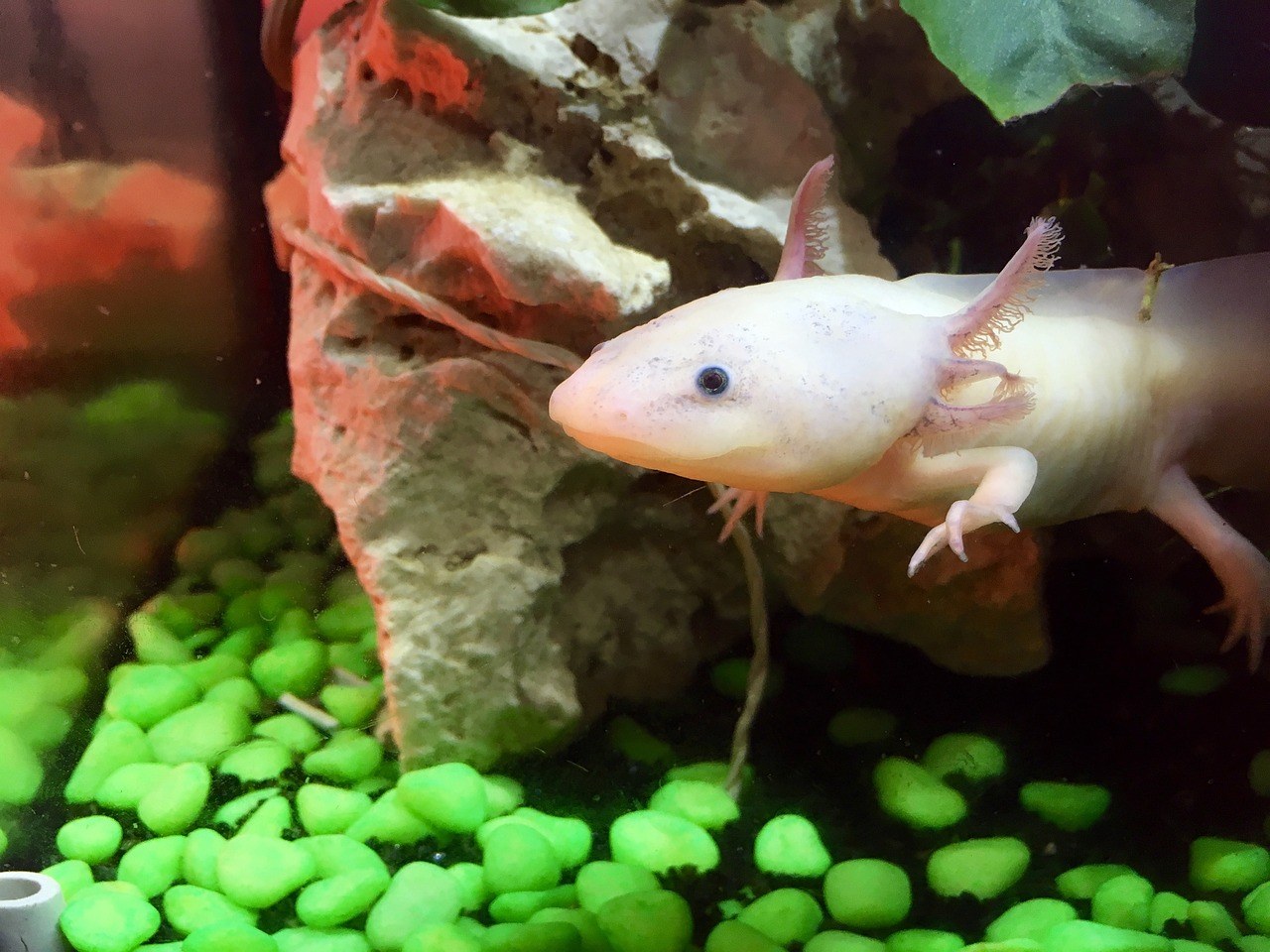 De axolotl heeft veel verstopplekjes nodig