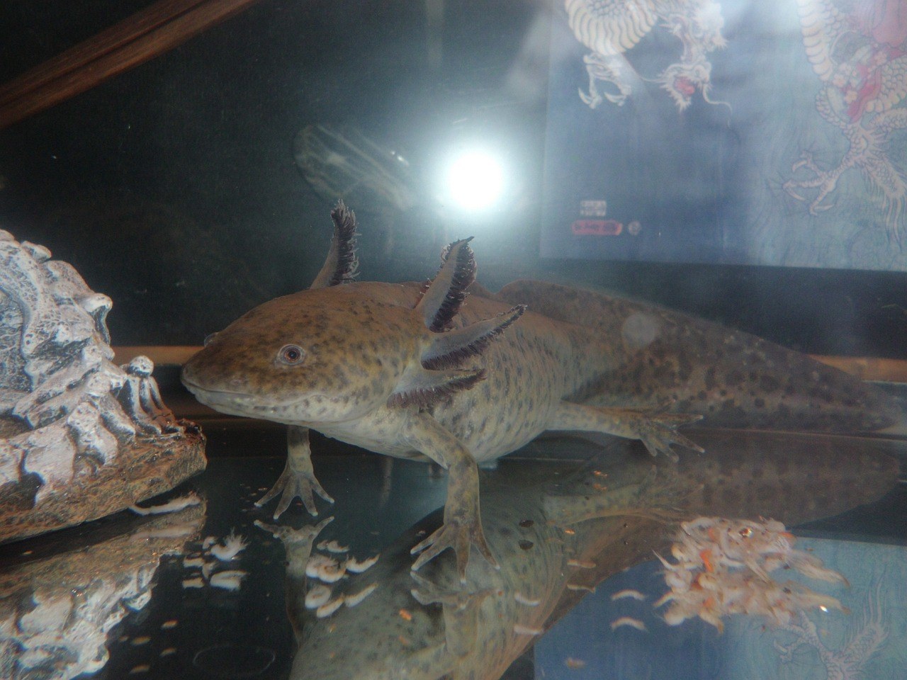 Dit is een axolotl, op de foto zie je ook de larve van een gewone salamander