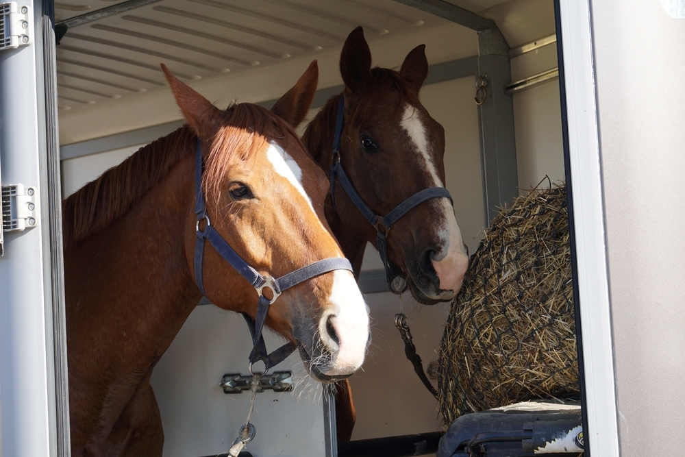 Twee paarden staan in trailer