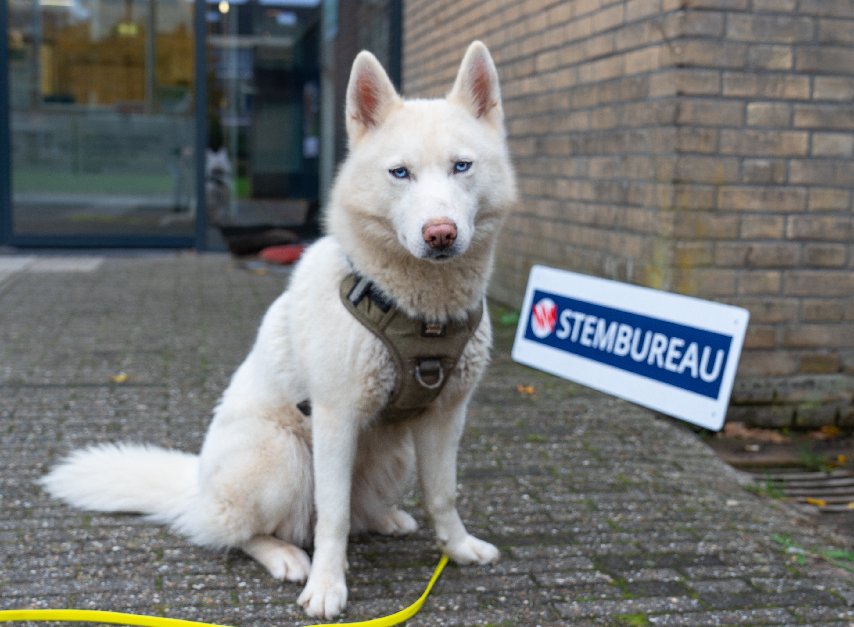 Hond zit voor het stembureau