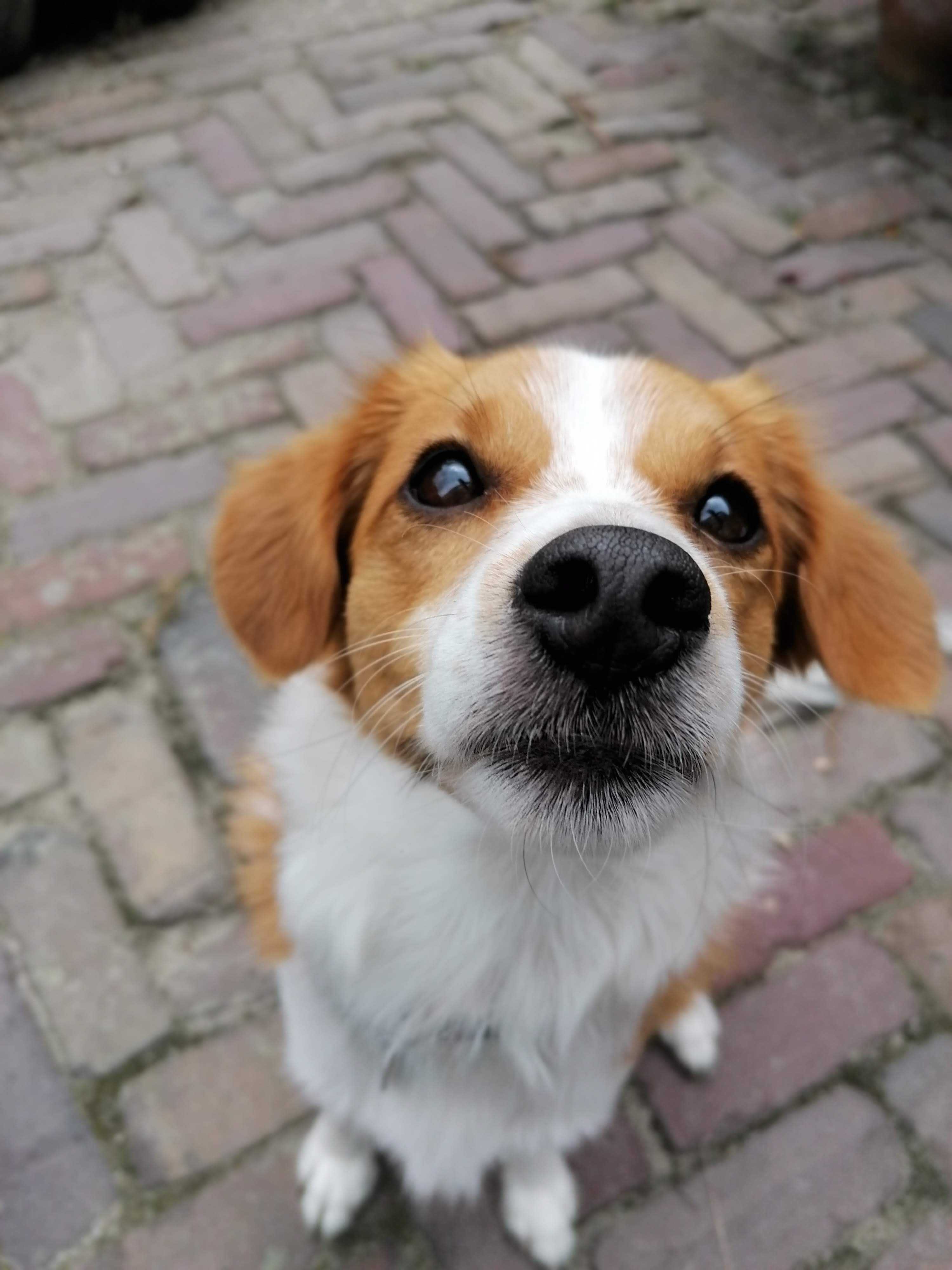 Zwerfhonden Dieren Een Hart Voor Dieren Dierenasiel Ganzeweide VZW Zwerfhonden Dieren Een Hart Voor Dieren Dierenasiel Ganzeweide VZW