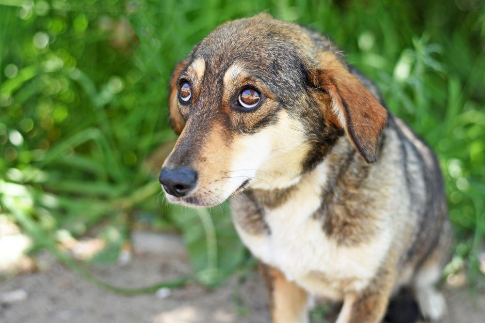 Zielig kijkende hond