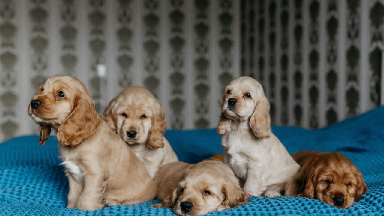 Politieke roering rond foute puppyhandel