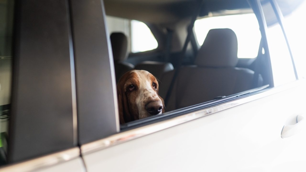 Laat nooit je hond achter in de auto bij warm weer!